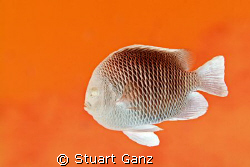 Please don't touch the Martian Damselfish, they're hot! by Stuart Ganz 